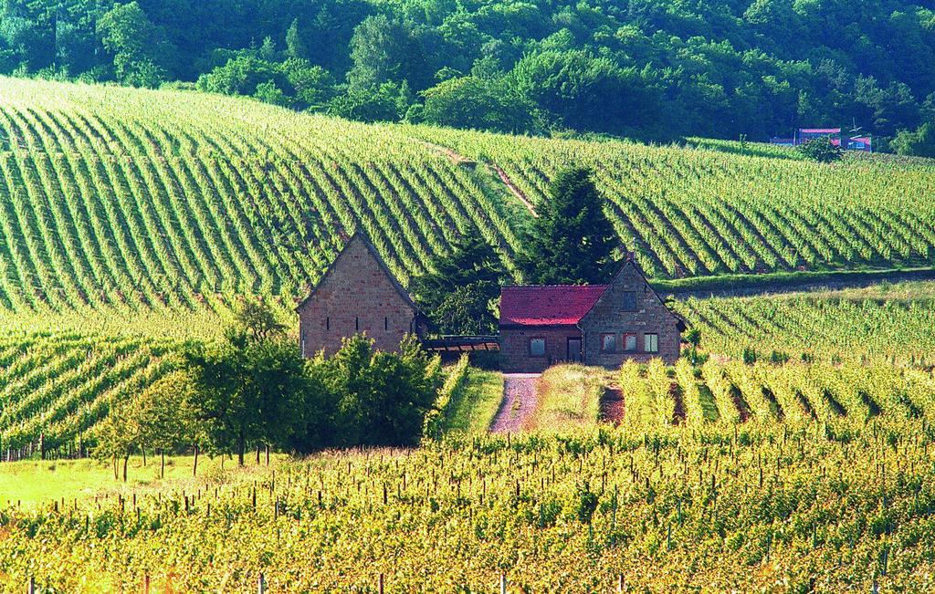 Weinstube Schwarzamsel Διαμέρισμα Σπάιερ Εξωτερικό φωτογραφία